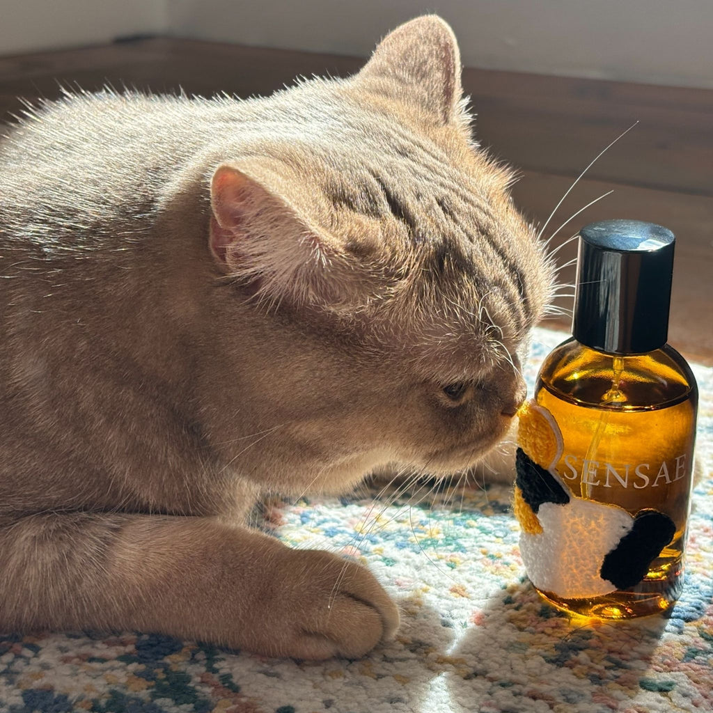 MEMORY No. 001 — STATE PURR